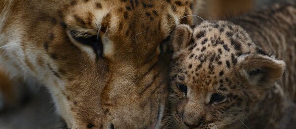 Лигрица впервые показала троих детенышей гостям Новосибирского зоопарка - Sputnik Lietuva