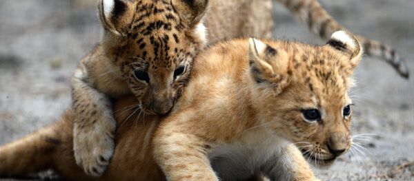 Лигрята из Новосибирского зоопарка Лигрята из Новосибирского зоопарка - Sputnik Литва