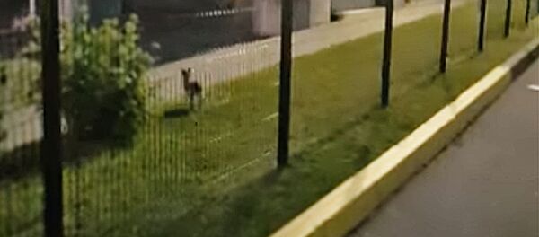 Заяц на границе Заяц на границе - Sputnik Lietuva