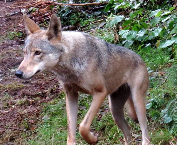 Neteisėtai prieglaudoje laikyta vilko ir šuns hibridė jau Vokietijoje - Sputnik Lietuva