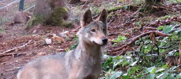 Волк Волк - Sputnik Lietuva