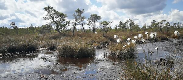 Žuvinto biosferos rezervatas Žuvinto biosferos rezervatas - Sputnik Lietuva