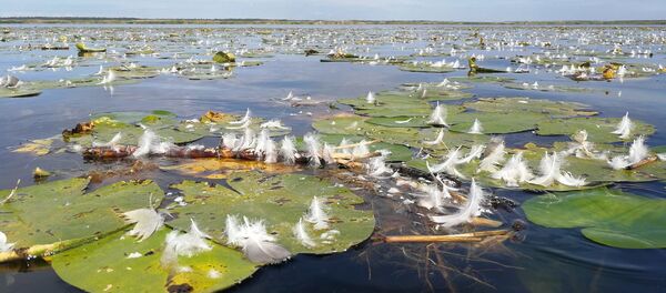 Биосферный заповедник Жувинтас - Sputnik Литва