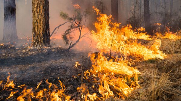 Лесной пожар, архивное фото - Sputnik Литва