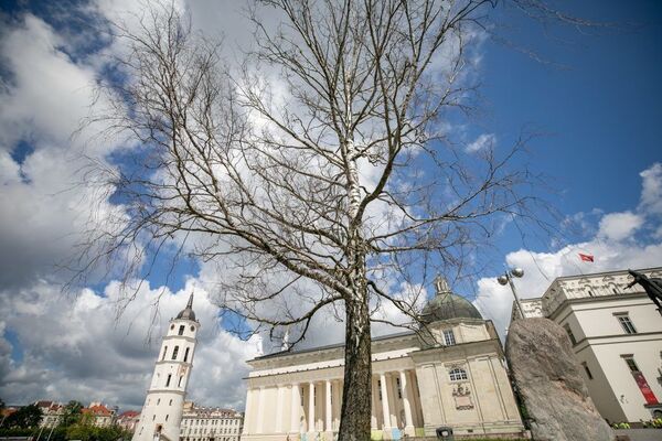 Artimiausiu metu bus nukirstas Katedros aikštės beržas Artimiausiu metu bus nukirstas Katedros aikštės beržas - Sputnik Lietuva