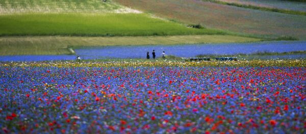 Люди на цветочных полях в итальянском регионе Умбрия Люди на цветочных полях в итальянском регионе Умбрия - Sputnik Lietuva