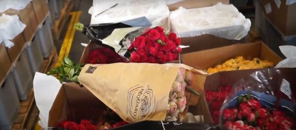 В Белоруссии пресекли 20 попыток незаконного ввоза цветов из Литвы за месяц В Белоруссии пресекли 20 попыток незаконного ввоза цветов из Литвы за месяц - Sputnik Lietuva