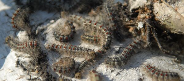 Гусеницы шелкопряда, архивное фото Гусеницы шелкопряда, архивное фото - Sputnik Lietuva