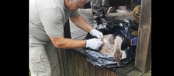 Спасение лебедя Спасение лебедя - Sputnik Lietuva