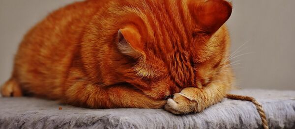 Кот - Sputnik Lietuva