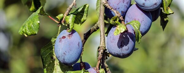 Сливы на ветке, архивное фото Сливы на ветке, архивное фото - Sputnik Lietuva