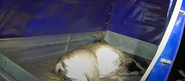 Тракайская полиция задержала браконьеров Тракайская полиция задержала браконьеров - Sputnik Lietuva