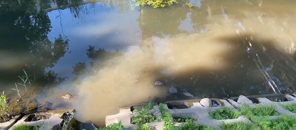 Грязную реку в Паланге сняли на видео Грязную реку в Паланге сняли на видео - Sputnik Lietuva