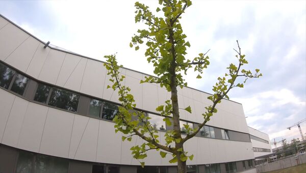 В Вильнюсе посадили дерево в честь китайского врача, первым рассказавшим о COVID-19 - Sputnik Литва