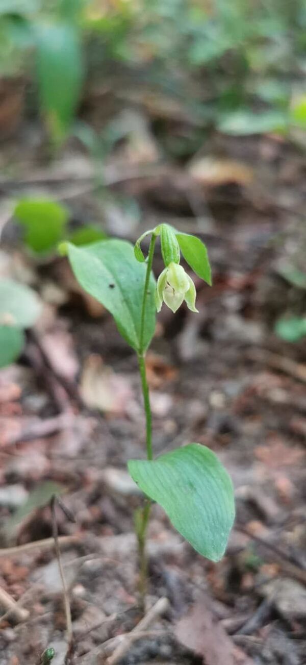 В одном из заповедников Литвы нашли новый вид растений - Sputnik Литва