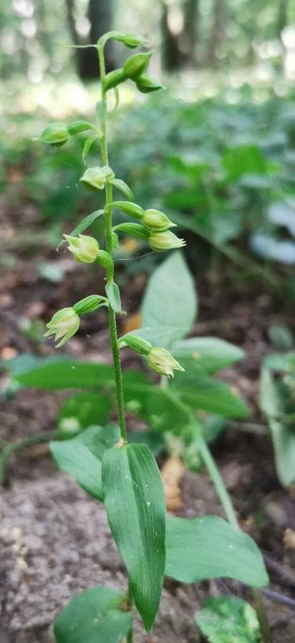 В одном из заповедников Литвы нашли новый вид растений - Sputnik Литва