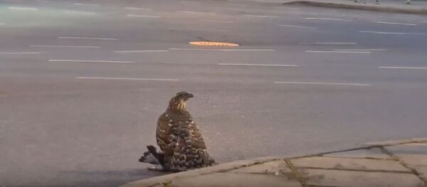 Опубликовано видео, как ястреб схватил голубя в центре Клайпеды - Sputnik Литва