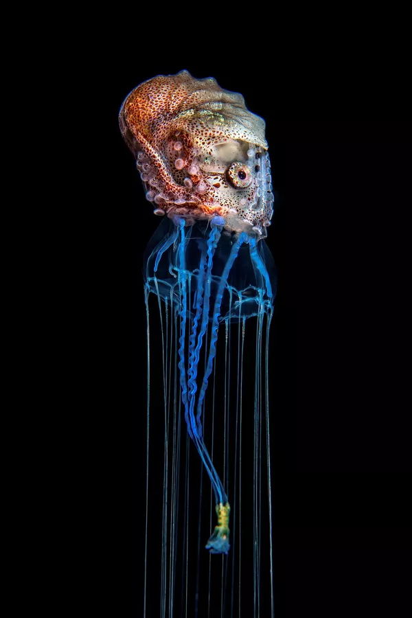 Снимок The Hitchhiker шведского фотографа Magnus Lundgren, победивший в категории Animal Behaviour конкурса Nature inFocus Photo Awards 2020 Снимок The Hitchhiker шведского фотографа Magnus Lundgren, победивший в категории Animal Behaviour конкурса Nature inFocus Photo Awards 2020