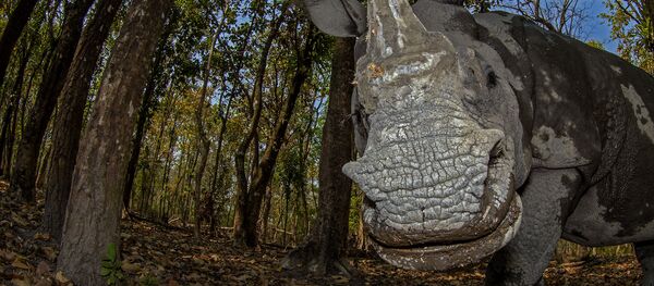 Снимок Rhino’s Day Out фотографа Soumabrata Moulick, завоевавший 2-ое место в категории Animal Portraits конкурса Nature inFocus Photo Awards 2020 Снимок Rhino’s Day Out фотографа Soumabrata Moulick, завоевавший 2-ое место в категории Animal Portraits конкурса Nature inFocus Photo Awards 2020 - Sputnik Литва