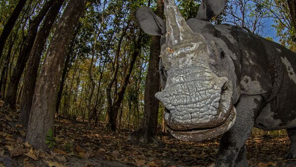 Снимок Rhino’s Day Out фотографа Soumabrata Moulick, завоевавший 2-ое место в категории Animal Portraits конкурса Nature inFocus Photo Awards 2020 - Sputnik Литва
