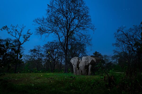 Снимок A Mirage In The Night фотографа Nayan Jyoti Das, победивший в категории Creative Nature Photography конкурса Nature inFocus Photo Awards 2020 - Sputnik Lietuva