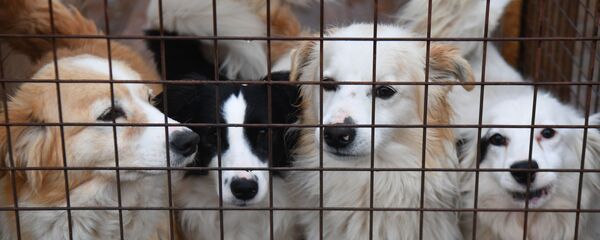 Собаки в вольере приюта для бездомных животных, архивное фото - Sputnik Литва