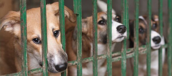 Собаки в клетке - Sputnik Литва