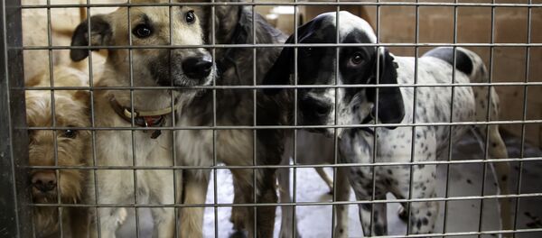 Собаки в клетке - Sputnik Литва