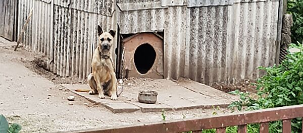 В Йонаве избили собаку металлическим прутом - Sputnik Литва