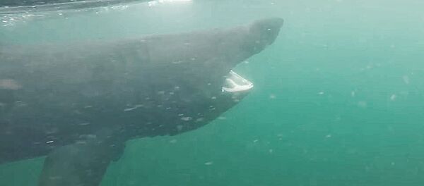 Milžiniškas penkių metrų ilgio ryklys priplaukė prie žuvų mylėtojo Milžiniškas penkių metrų ilgio ryklys priplaukė prie žuvų mylėtojo - Sputnik Lietuva