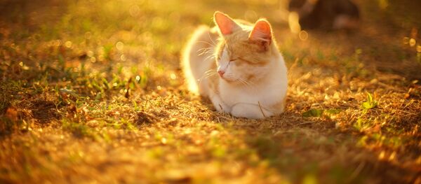 Рыжий кот, осень - Sputnik Литва