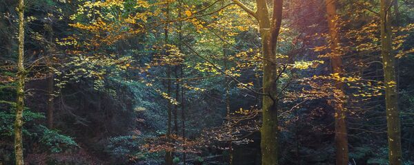 Miškas - Sputnik Lietuva