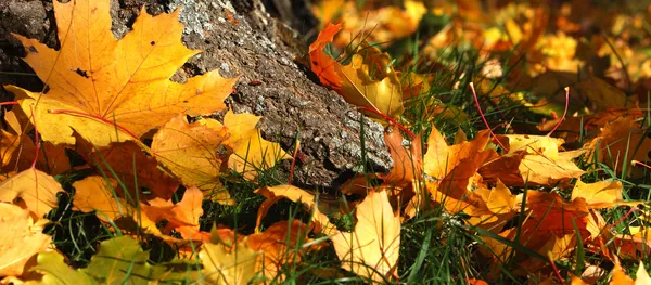 Rudens diena - Sputnik Lietuva