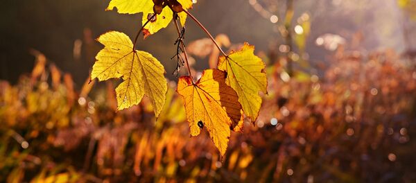 Осенний день - Sputnik Литва