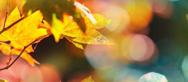 Осенний день - Sputnik Литва