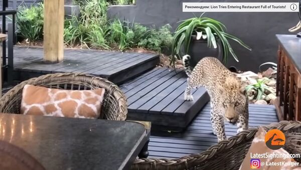 В Южной Африке леопард зашел в ресторан отеля во время завтрака - Sputnik Литва
