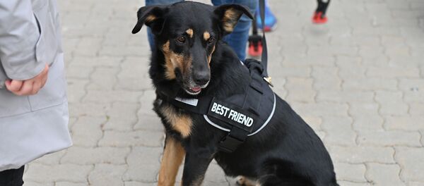 Акция в защиту животных в Вильнюсе - Sputnik Литва