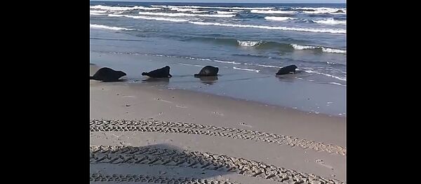 Jūrų muziejus parodė, kaip išleido ruoniukus rastinukus į Baltiją Jūrų muziejus parodė, kaip išleido ruoniukus rastinukus į Baltiją - Sputnik Lietuva