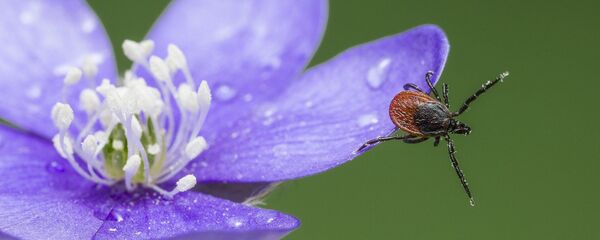 Клещ на цветке, архивное фото Клещ на цветке, архивное фото - Sputnik Lietuva
