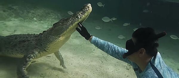 Дайвер поплавал с крокодилами Дайвер поплавал с крокодилами - Sputnik Lietuva