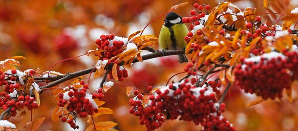 Sniegas Sniegas - Sputnik Lietuva