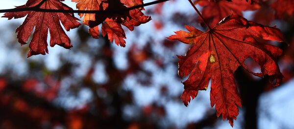 Осень в Приморье Осень в Приморье - Sputnik Lietuva