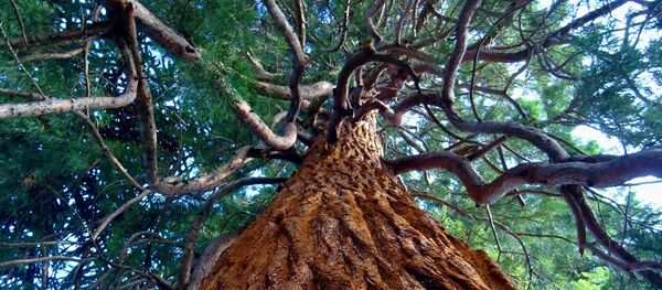 Сосна - Sputnik Литва