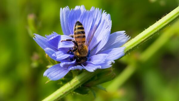 Пчела и цветок цикория - Sputnik Lietuva