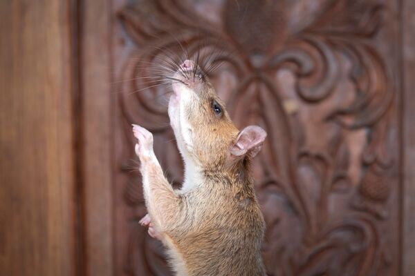 Sterblinė žiurkė gavo aukščiausią Britanijos apdovanojimą Sterblinė žiurkė gavo aukščiausią Britanijos apdovanojimą - Sputnik Lietuva