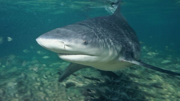 Apsiėjo be sekso. Mokslo patvirtinti nekalto prasidėjimo atvejai Apsiėjo be sekso. Mokslo patvirtinti nekalto prasidėjimo atvejai - Sputnik Lietuva