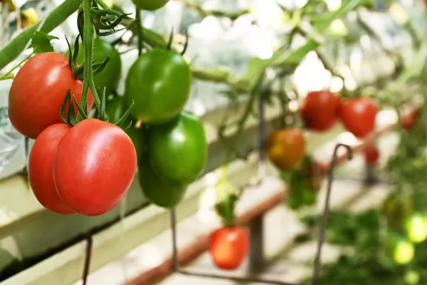 Top 10 sveikiausių rudens maisto produktų: kur rasti ir kaip gaminti Top 10 sveikiausių rudens maisto produktų: kur rasti ir kaip gaminti - Sputnik Lietuva