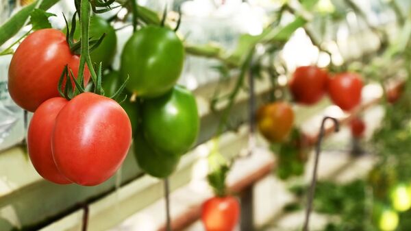 Выращивание томатов в тепличном комплексе - Sputnik Литва