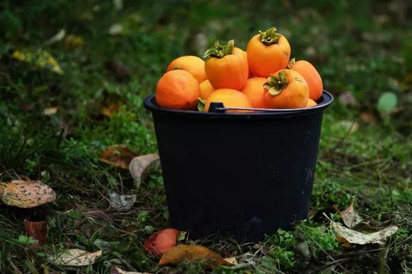 Top 10 sveikiausių rudens maisto produktų: kur rasti ir kaip gaminti Top 10 sveikiausių rudens maisto produktų: kur rasti ir kaip gaminti - Sputnik Lietuva
