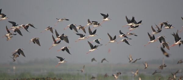 Стая птиц Стая птиц - Sputnik Lietuva